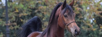 WINTER ARABIAN HORSE AUCTION 2020