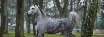 Winter Arabian Horse Auction