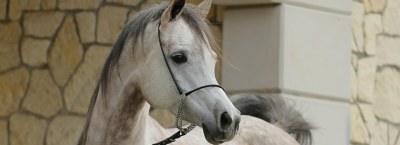WINTER ARABIAN HORSE AUCTION 2022