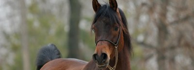 Ziemas arābu šķirnes zirgu pārdošana 2023