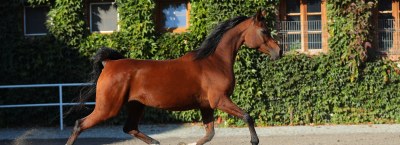 Зимовий продаж арабських коней 2023