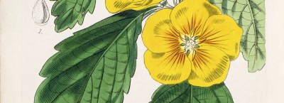 Old European graphics of the 18th-19th centuries part 3 - Fauna and flora