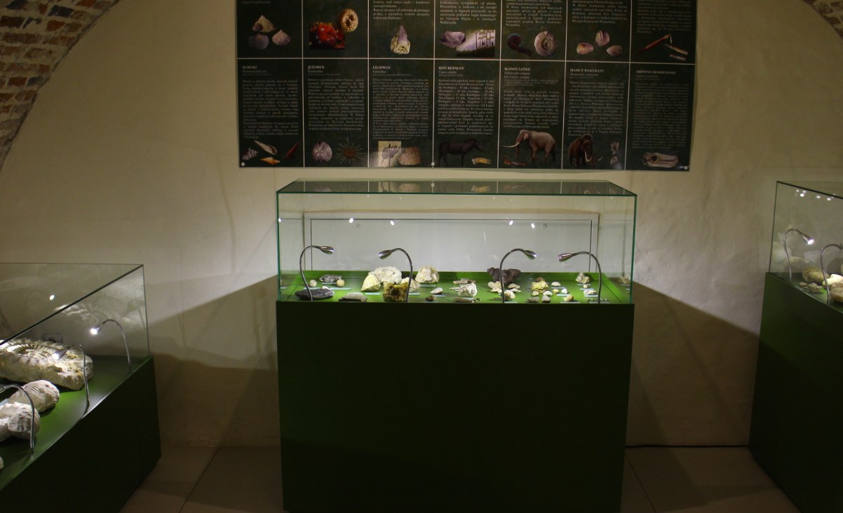 ZBIORY PALEONTOLOGICZNE W SIERADZKIM MUZEUM