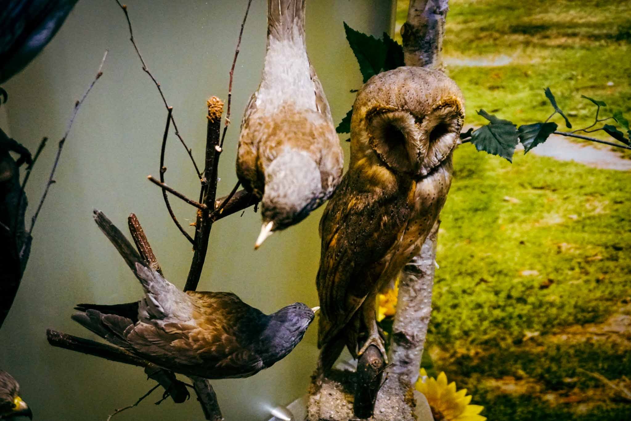 Barwny świat ptaków – ptaki okół nas