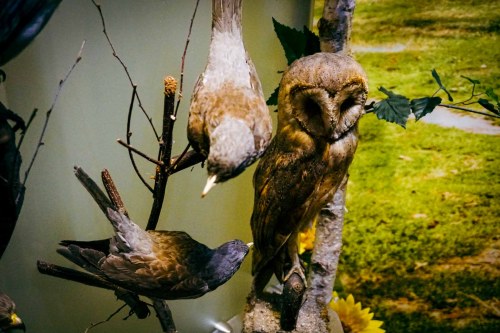 Barwny świat ptaków – ptaki okół nas