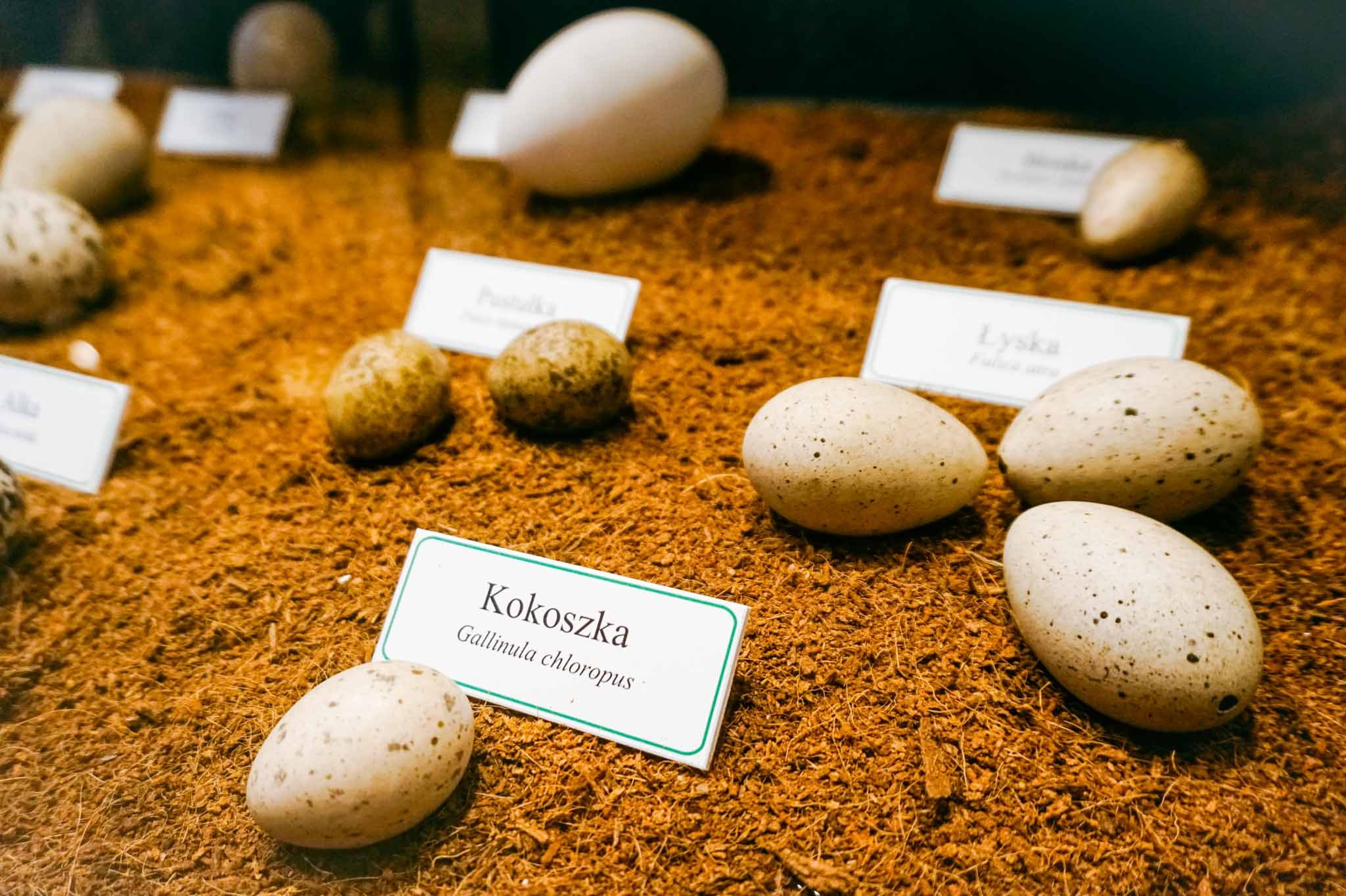 Barwny świat ptaków – pochodzenie ptaków.