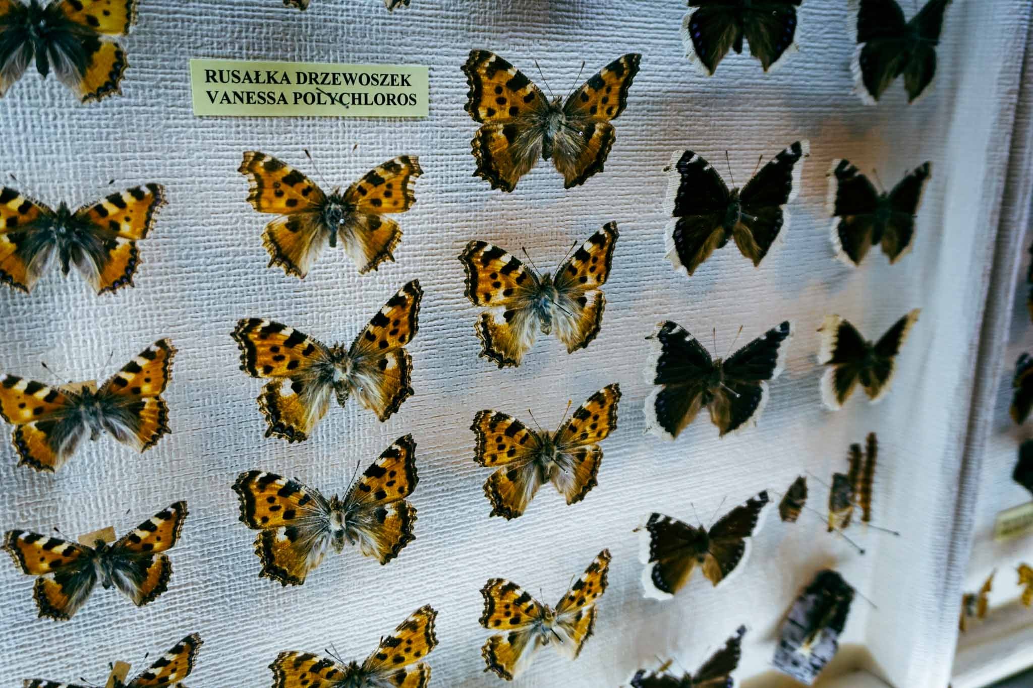 Niesamowity świat owadów