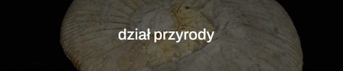 Dział archeologii