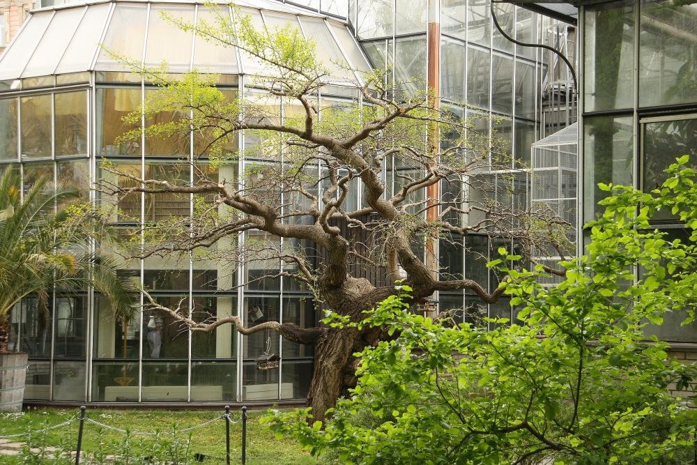 Ogród botaniczny