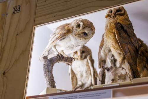 ZUGvögel – Eine Sammlung in Bewegung