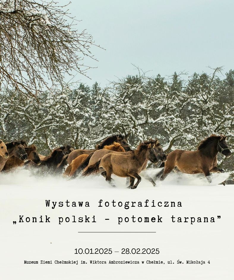 Konik polski – potomek tarpana