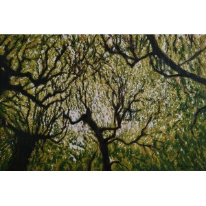 Jacek Barszcz, Drzewa z parku w Oliwie, 60x90 2020