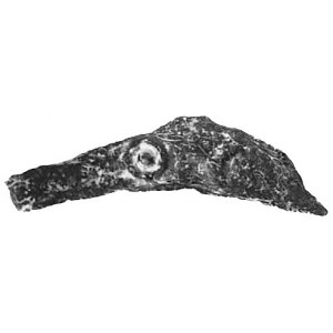 OLBIA, mały brąz w kształcie delfina, Sear 1684.