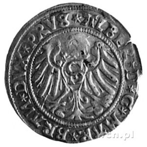 grosz 1529, Królewiec, Aw: Popiersie Albrechta i napis,...