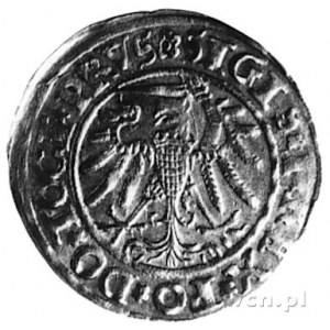 grosz 1534, Elbląg, Aw: Orzeł Prus Królewskich (ręka z ...