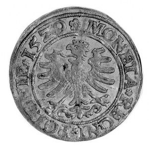 grosz 1529, Kraków j.w., Gum. 484, Kurp. 49 R.