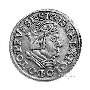 trojak 1537, Gdańsk, popiersie króla młode, w koronie b...