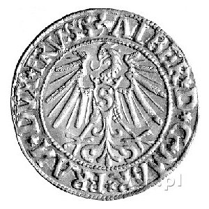 grosz 1545, Królewiec, Neumann 1196, Bahr. 1196, popier...
