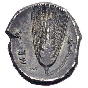 Lukania-Metapont, stater 330-300 pne, Aw: Głowa Demeter...