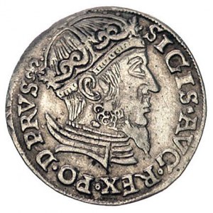 trojak 1557, Gdańsk, odmiana z dużą głową króla, Kurp. ...