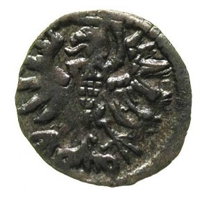 denar 1556, Gdańsk, T. 8, rzadki