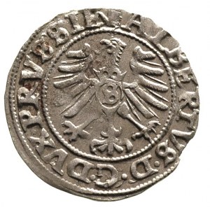 szeląg 1558, Królewiec, Bahr. 1223, Neumann 48