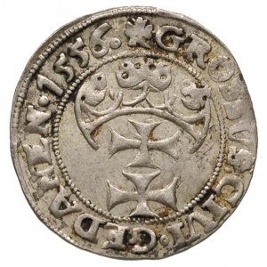 grosz 1556, Gdańsk, typ wcześniejszy z małą głową króla...