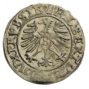 szeląg 1557, Królewiec, Bahr. 1217, Neumann 48, bardzo ...