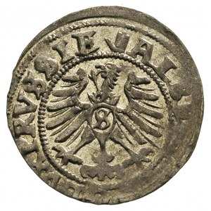 szeląg 1557, Królewiec, Bahr. 1217, Neumann 48, bardzo ...