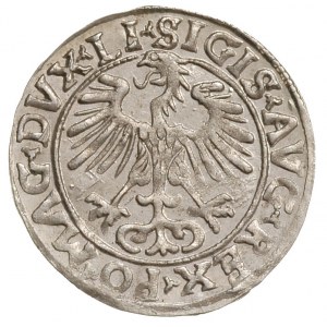 półgrosz 1556, Wilno, Ivanauskas 4SA59-16, bardzo ładny