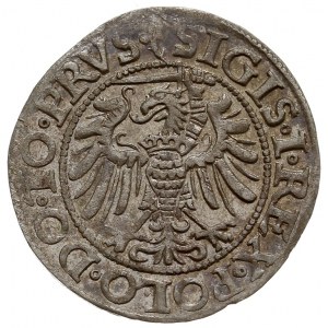 grosz 1539, Elbląg, duży blask menniczy