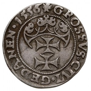 grosz 1556, Gdańsk, ciekawa odmiana z małą literą V w n...