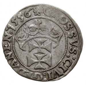 grosz 1556, Gdańsk, T. 4, rzadki