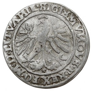 grosz 1535, Wilno, odmiana bez litery pod Pogonią, Ivan...