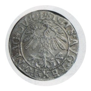 Półgrosz 1558, waga 1,23 g, Kop. 3257