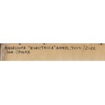 Igor Chołda \ aqualoopa (b. 1978), Electrica, 2022