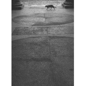 Henryk HERMANOWICZ, The Lonely Cat – Italy, 1957