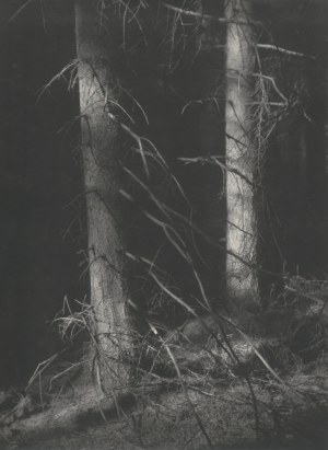 Henryk HERMANOWICZ, Starodrzew, 1954