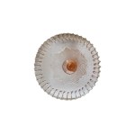 HSG Ząbkowice, Rosaline platter with frill, HSG Ząbkowice