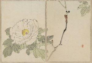 Watanabe Seitei (1852 - 1918 ), Biała piwonia, 1890