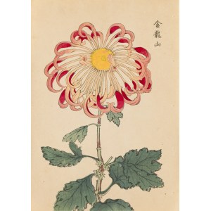 Keika Hasegawa (1892 - 1905), Chryzantema różowa, 1893