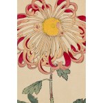Keika Hasegawa (1892 - 1905), Chryzantema różowa, 1893