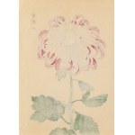 Keika Hasegawa (1892 - 1905), Chryzantema różowa, 1893