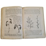 KACZYŃSKI Józef - RÓŻA, wyd. 1881 [ILUSTRACJE]