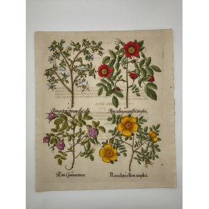 Basilius Besler (1561–1629), *Rosa* [hand-colored copperplate engraving from 1713]