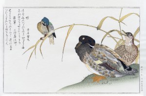 Kitagawa Utamaro (1753-1806), Zimorodek i kaczki, z serii: Wiesze dopasowane do niezliczonych ptaków, wyd. Yuyudo, Japonia, okres Showa, po 1960 r.