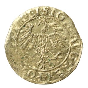 Zygmunt II. August, půlgroš z roku 1558, Vilnius – LI/LITVA (534)