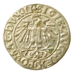 Sigismund II Augustus, Half-Grosz, 1550, Vilnius - LI/LITVA (552)