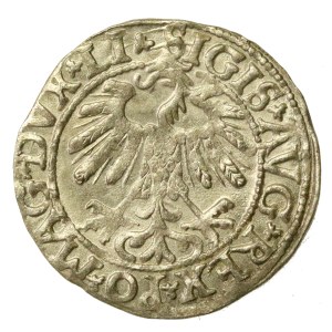 Zygmunt II August, Półgrosz 1558, Wilno - LI/LITV (654)