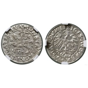 Polonia, mezzo penny, 1556, Vilnius